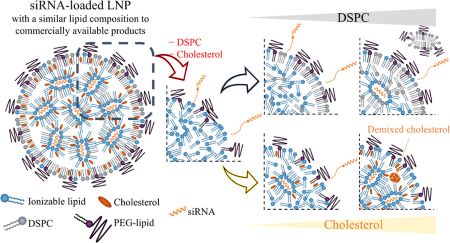 graphical abstract